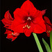 Hippeastrum