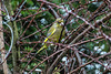 20150115 6353VRAw [D~RI] Grünfink [m] (Carduelis chloris), Rinteln