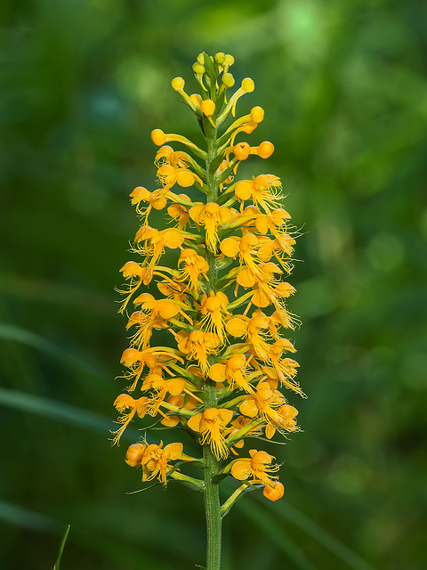 Platanthera cristata (Crested fringed orchid)