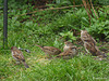 A handful of sparrows