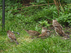 A handful of sparrows