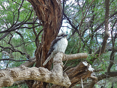 young kookaburra at the Prom