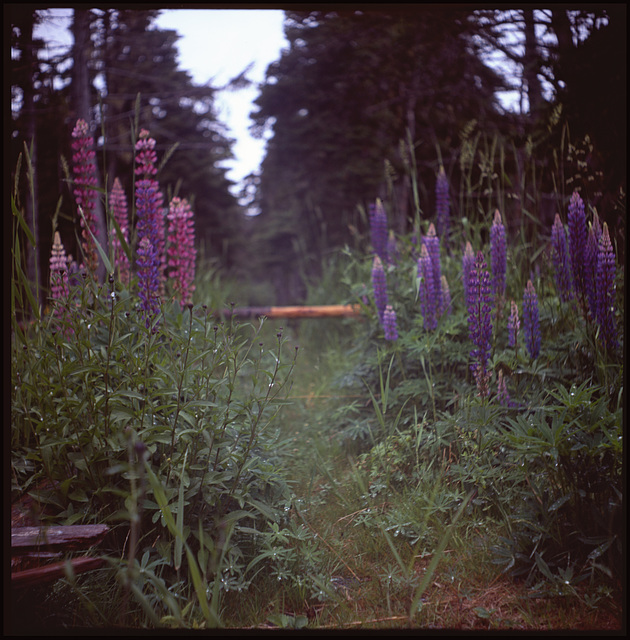 Dad's lupins