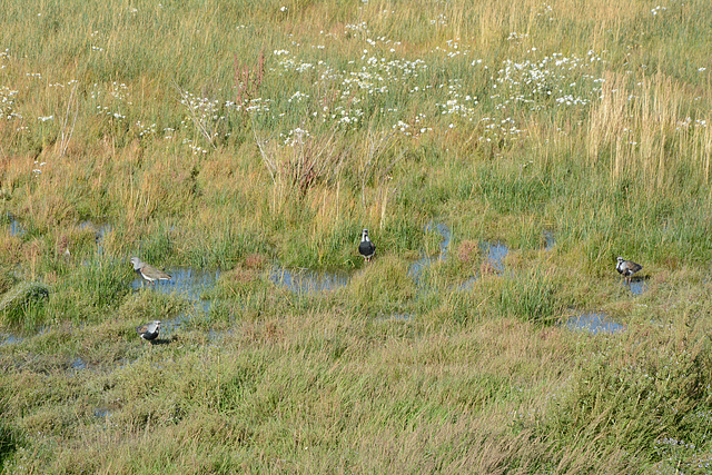 The Southern Lapwings in the Wetland