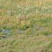 The Southern Lapwings in the Wetland
