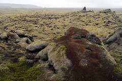 Cetraria islandica, Moss