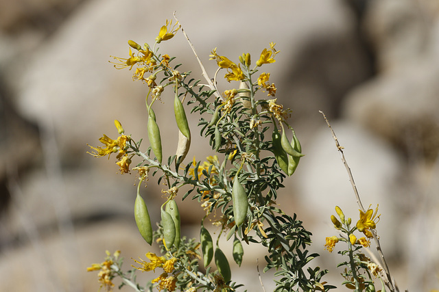 Bladderpod Bush