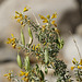 Bladderpod Bush