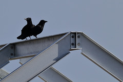 EOS 60D Unknown 13 39 4605522 Crows dpp