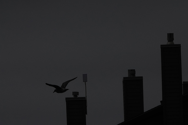 Gull and chimney Silhouette_DSC1180