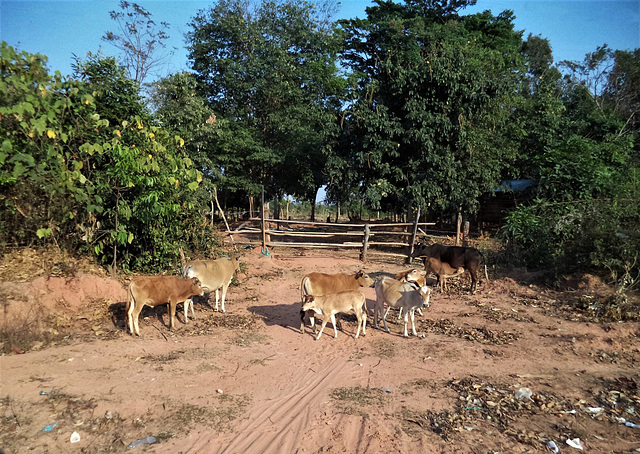 Scène de vaches / Cows scenery (Laos)