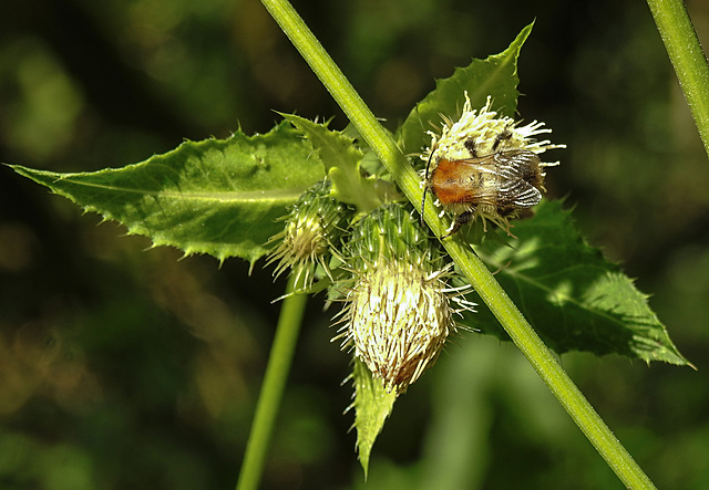 20210831 2636CPw [D~LIP] Kohl-Kratzdistel (Cirsium oleraceum), Insekt, UWZ, Bad Salzuflen