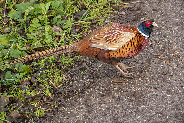 Pheasant