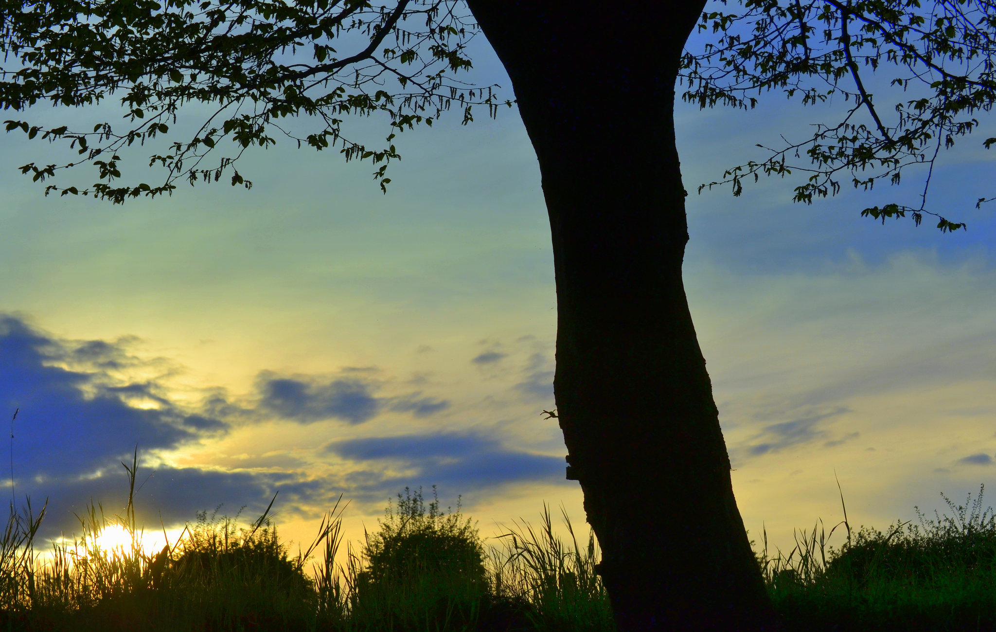 a tree before sunset