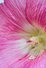 hollyhock pollen close-up
