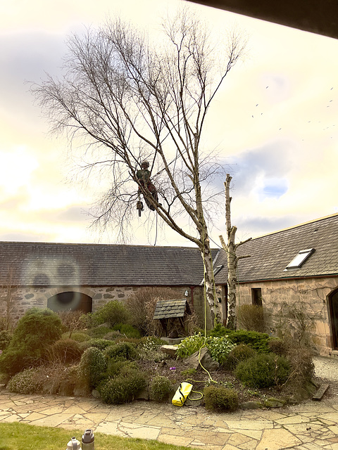 Tree Surgeon Kirsty tackling the Silver Birch twins in the courtyard