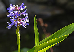 20240807 0666CPw [D~LIP] Herzblättriges Hechtkraut (Pontederia cordata), BS