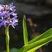 20240807 0666CPw [D~LIP] Herzblättriges Hechtkraut (Pontederia cordata), BS