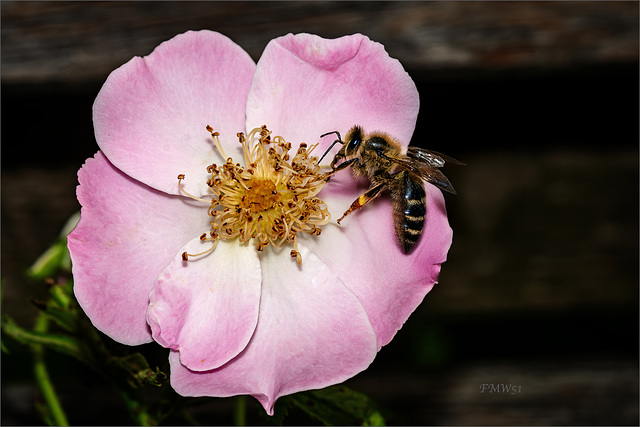 Bee on Flower