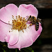 Bee on Flower