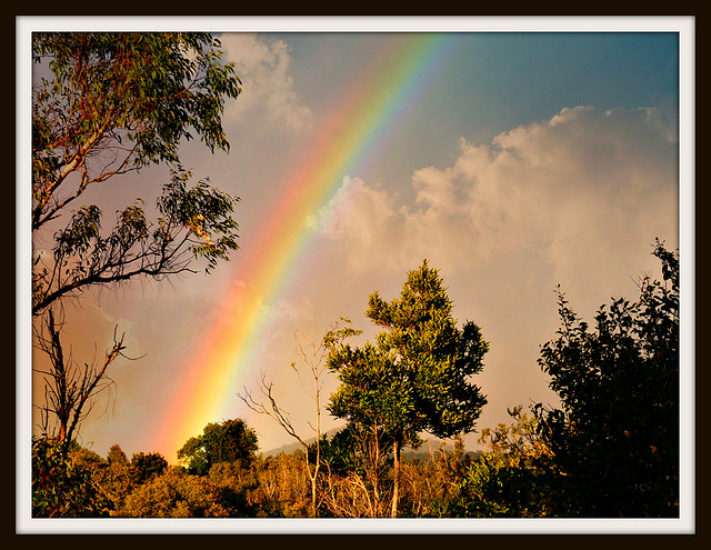 Close up June Rainbow