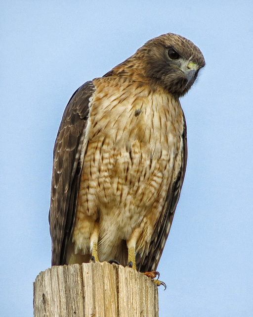 Red-tailed Hawk