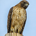 Red-tailed Hawk