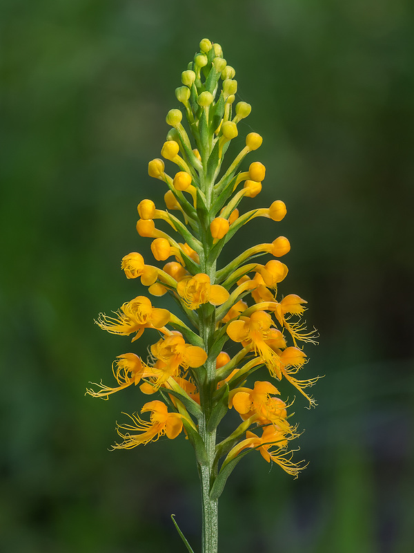 Platanthera cristata (Crested fringed orchid)