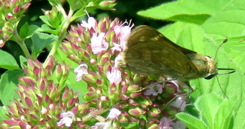 on the 2nd 045 skipper - note