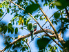 The Cuban trogon or tocororo (Priotelus temnurus), Parque el Cubano, Cuba