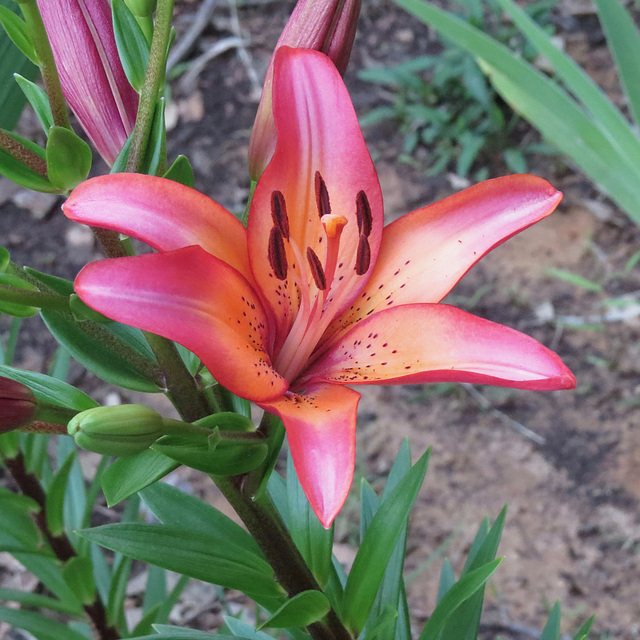 Lily flower