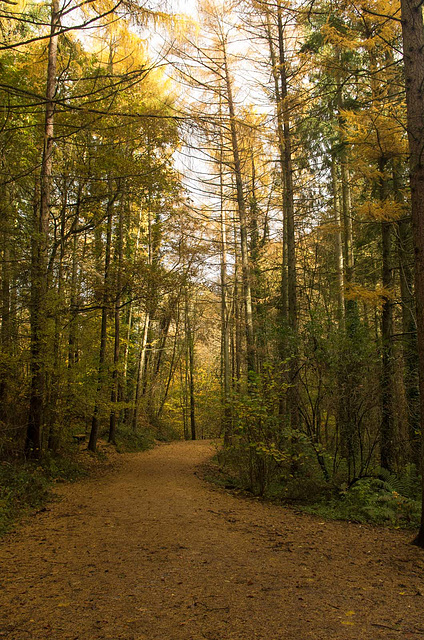 Autumn path