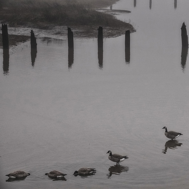 Canada Geese