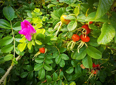 fleur & fruits