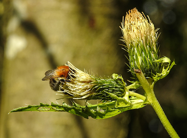 20210831 2637CPw [D~LIP] Kohl-Kratzdistel (Cirsium oleraceum), Insekt, UWZ, Bad Salzuflen