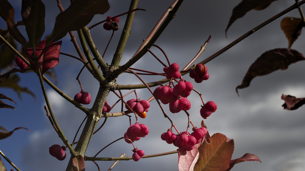 Eclats d'automne.