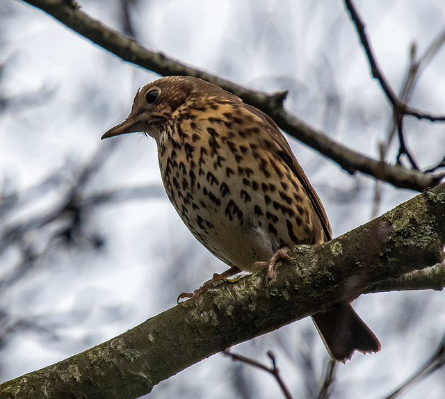 Song thrush