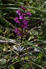 Four-spotted Orchid (Orchis quadripunctata), Crete