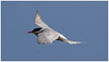 EF7A4430 Arctic Tern