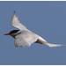 EF7A4430 Arctic Tern