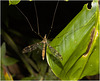 IMG 7367 Crane Fly