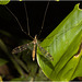 IMG 7367 Crane Fly