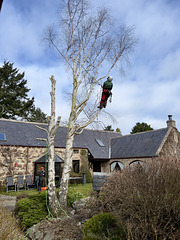 Tree Surgeon Kirsty tackling the Silver Birch twins in the courtyard