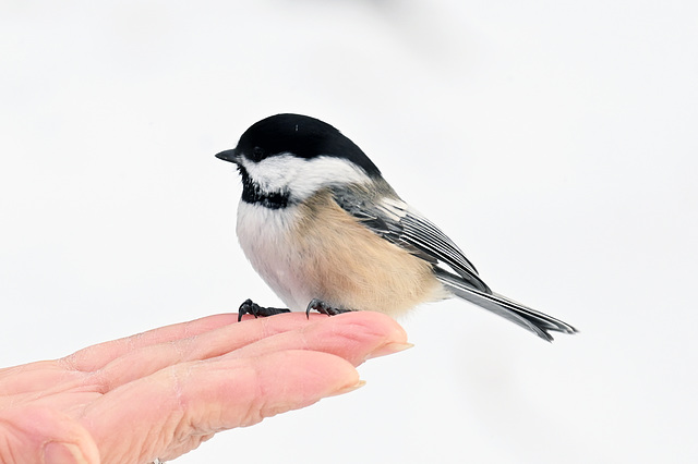 Chickadee-handout-DSC 1088a