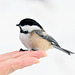 Chickadee-handout-DSC 1088a