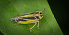 Die Wiesenschmuckzikade (Evacanthus interruptus) wird ihren Namen gerecht :)) The meadow spittlebug (Evacanthus interruptus) lives up to its name :)) La cercope des prés (Evacanthus interruptus) porte bien son nom :))