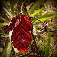 AUTOMNE