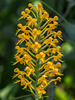 Platanthera cristata (Crested fringed orchid)