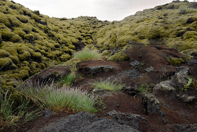 Cetraria islandica, Moss L1040493