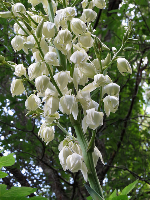 Yucca flowers